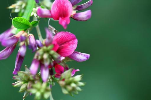 為豐收的月亮獻花, JPG 為豐收的月亮獻花, hagi, bush clover, flower, JPG