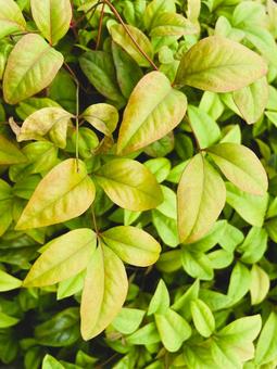 オタフクナンテン（お多福南天）２２ オタフクナンテン,お多福南天,庭木の写真素材