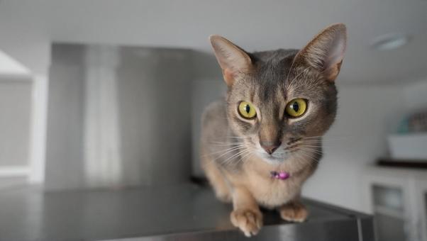 Photo, abyssinian, kitty litter, cat, 