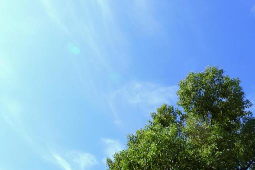 青空と大きな木(コピースペースあり) 青空と大きな木(コピースペースあり) 青空,大きな木,木の写真素材