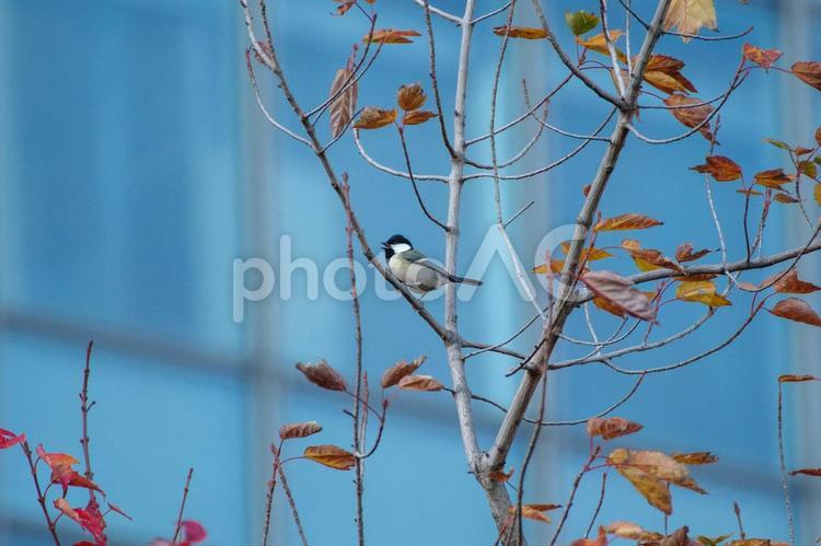 シジュウカラがとまっている 鮮やか,シジュウカラ,落ち葉の写真素材