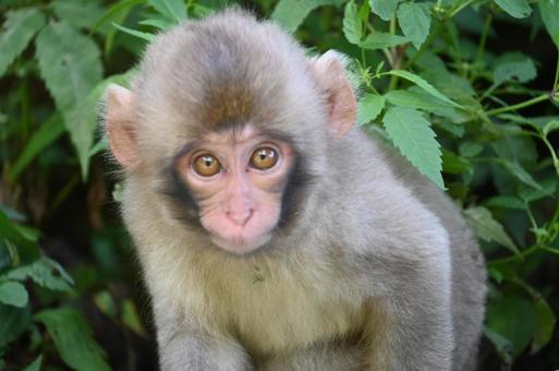 ニホンザル ニホンザルの写真