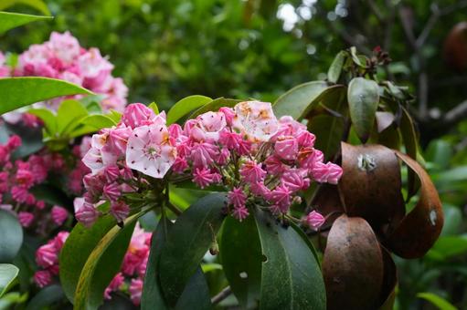 Photo, kalmia, আমেরিকান রডোডেনড্রন, স্প্রিং ফুল, 