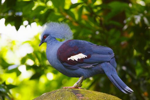 カンムリバト カンムリバト カンムリバト,鳥,動物の写真素材