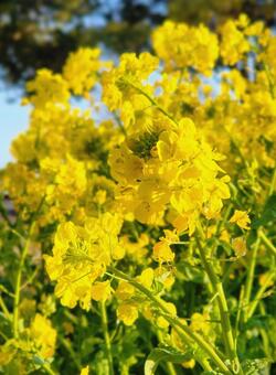 菜の花畑 菜の花畑,菜の花,植物の写真素材