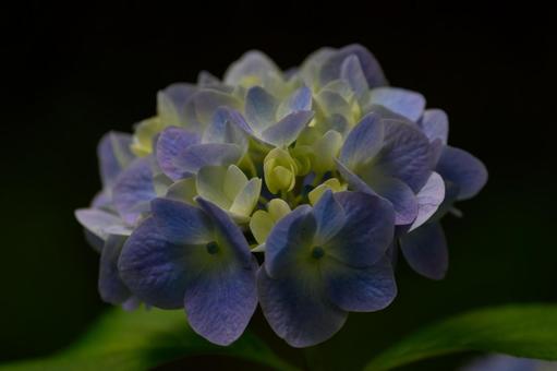 Photo, hydrangea, shade, rainy season, 