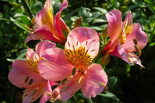 ６月上旬の庭の陽を浴びるアルストロメリアの写真