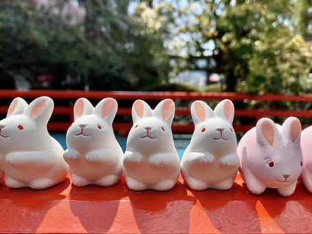 うさぎ うさぎの写真