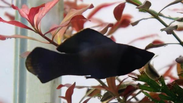 スイミーみたい ブラックモーリー,生き物,風景の写真素材