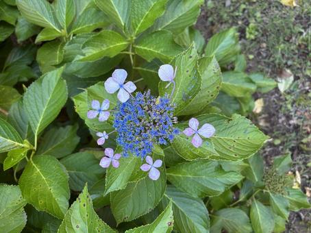 花 花 花,草,自然の写真素材