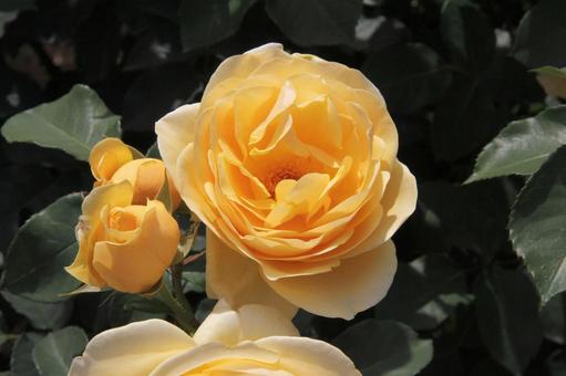 バラ・薔薇 グラハム・トーマス バラ・薔薇 グラハム・トーマスの写真