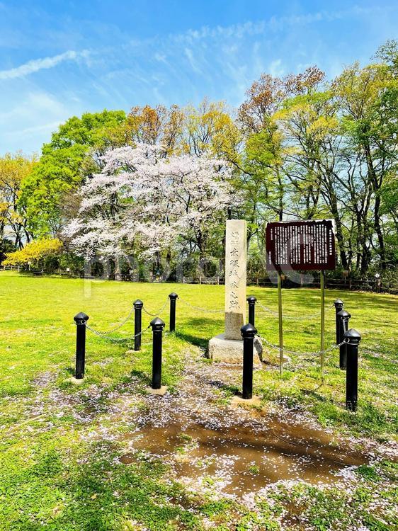 赤塚城本丸　石碑と桜　東京都板橋区 赤塚城,石碑,東京都板橋区の写真素材