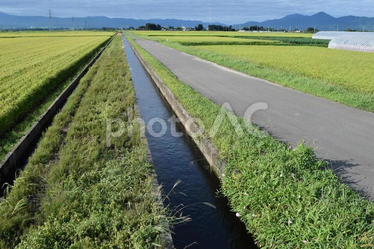 農道と農業用水路 田園風景 農道,農業用道路,農業用の道路の写真素材