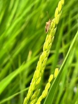 カメムシ カメムシ カメムシ,虫,稲穂の写真素材