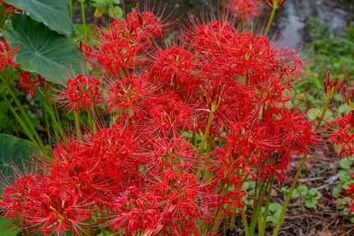 巾着田曼珠沙華公園周辺の景色 巾着田曼珠沙華公園周辺の景色 巾着田,曼珠沙華,公園の写真素材