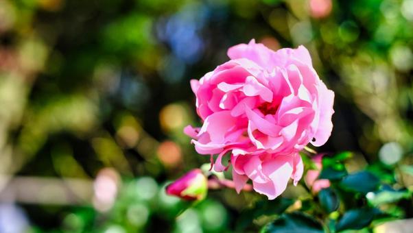 淡いピンクの薔薇 花,植物,緑の写真素材