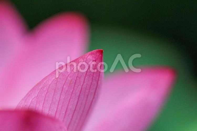 ハスの花びらにピントを合わせて 蓮,蓮の花,ハスの花の写真素材