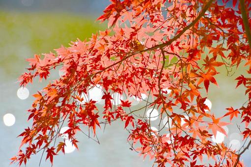 噴水の輝く水しぶきと紅葉 噴水の輝く水しぶきと紅葉の写真