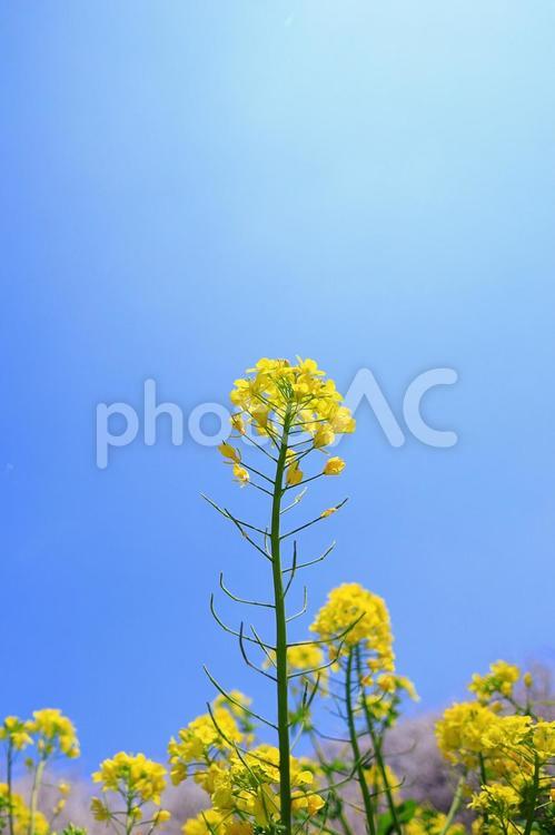 空を目指す菜の花 菜の花,青空,花畑の写真素材