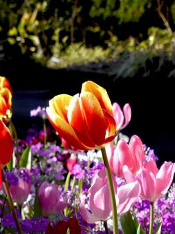 公園の花壇に咲くカラフルなチューリップ 公園の花壇に咲くカラフルなチューリップの写真