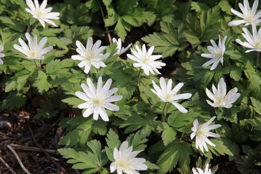 Photo, mountain grass, flower, blooms in early spring, 
