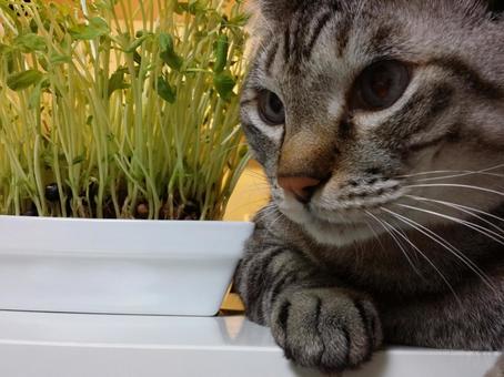 猫 猫の写真