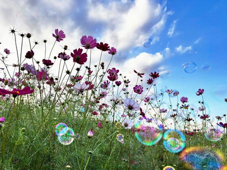 シャボン玉が舞う青空とコスモスの花畑2 シャボン玉が舞う青空とコスモスの花畑2 花,秋,コスモスの写真素材