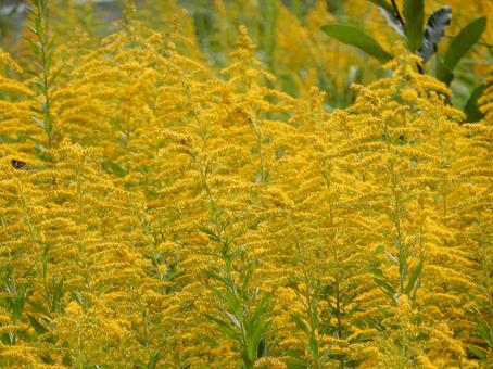 【花の写真】セイタカアワダチソウ 【花の写真】セイタカアワダチソウの写真