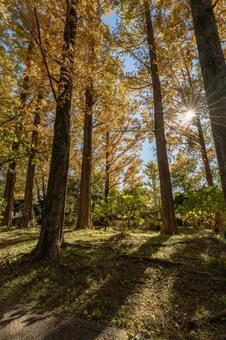 初秋の光 初秋の光 木漏れ日,城北公園,葵区の写真素材
