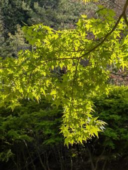青もみじ もみじ,初夏,青の写真素材