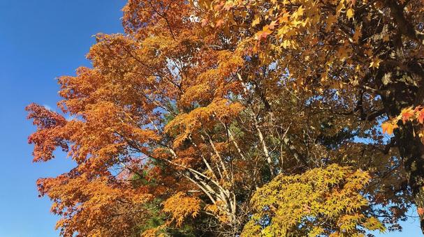 刹那さに 紅葉,秋空,自然の写真素材