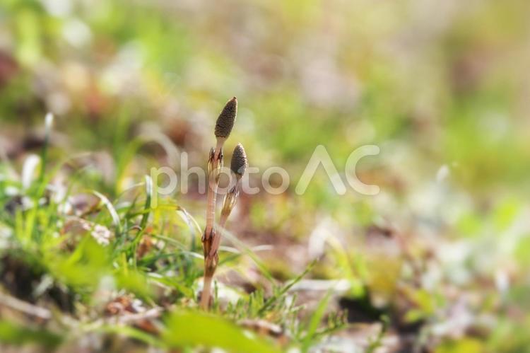土手でスクスク育った土筆（つくし）１ つくし,土筆,スギナの写真素材