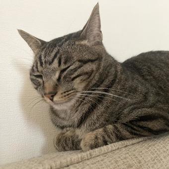 猫 猫,ねこ,にゃんこの写真素材