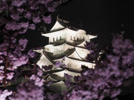 夜桜と姫路城 夜桜と姫路城の写真