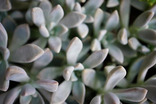 多肉植物 群生 シルバー 多肉植物 群生 シルバーの写真
