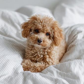 自宅でリラックスする愛犬 自宅でリラックスする愛犬の写真