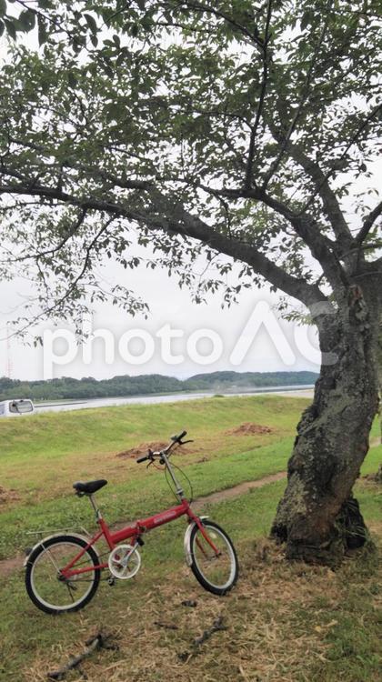 樹の下の赤い自転車 樹の下の赤い自転車,赤い自転車,折り畳み自転車の写真素材
