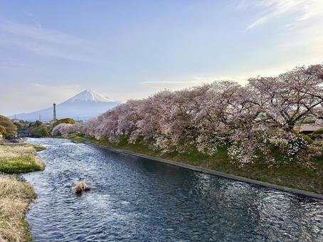 潤井川(龍巌淵)の桜と富士山 富士山,桜,ソメイヨシノの写真素材