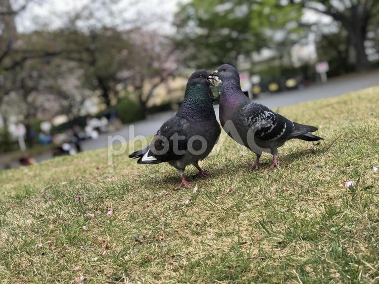 ハト 鳩,鳥,ハトの写真素材