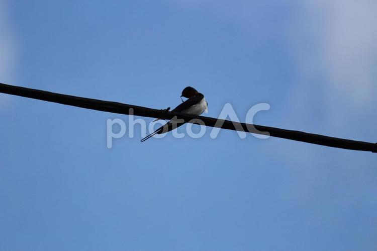 青空の下電線で毛繕いするツバメ ツバメ,電線,燕の写真素材
