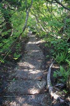 山中の階段 山中の階段の写真