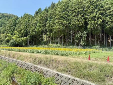 福井県 越前市のひまわり畑 福井県 越前市のひまわり畑 福井県,越前市,福井の写真素材