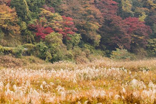 紅葉 紅葉,養老渓谷,筒森もみじ谷の写真素材