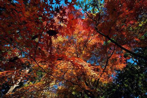 下から見上げる成田山公園の紅葉 千葉県成田市,成田山公園,紅葉狩りの写真素材