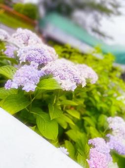 紫陽花　グラデーション　淡いの写真