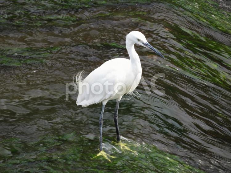 川の斜面上で採餌をするコサギ コサギ,鳥,野鳥の写真素材