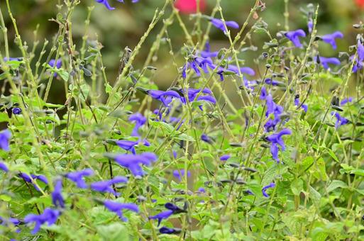 秋の山下公園花壇 秋の山下公園花壇の写真