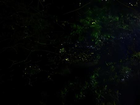 蛍 ホタル,蛍,自然の写真素材