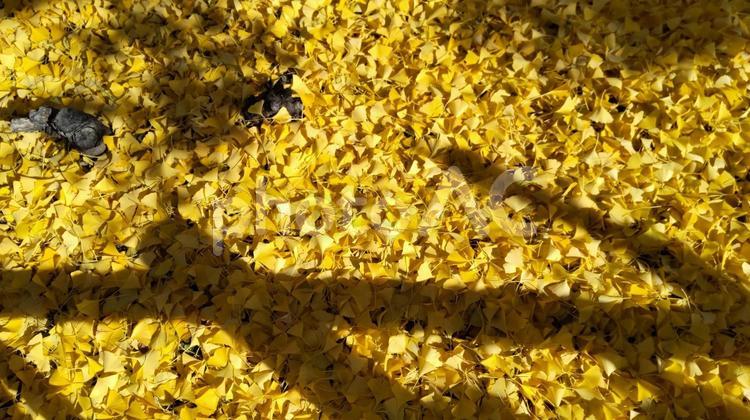 イチョウの葉の絨毯と切り株と影 秋,イチョウ,いちょうの写真素材