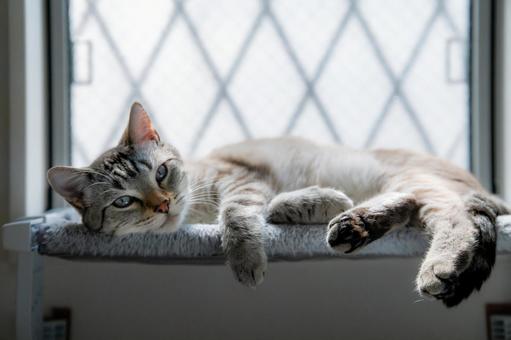 Cat relaxing by the window, JPG Cat relaxing by the window, JPG